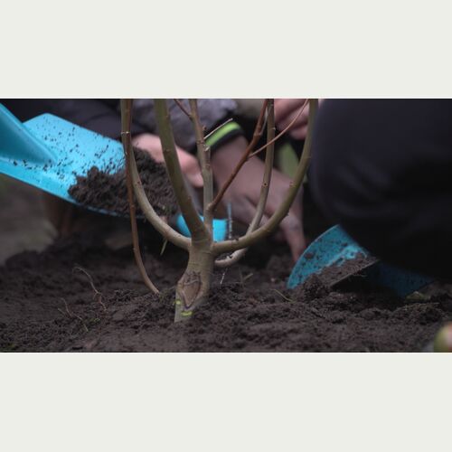 Hier packen alle mit an: Gemeinsam mit den Kindern wird die Sal-Weide auf dem Schulhof oder dem Kita Gelände gepflanzt.
